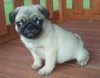 Quality-AKC-Pug-puppies-raised-indoors