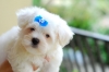 Male-an-Female-Maltese-puppies-ready-for-free-adoption-