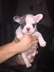 French-Bulldgog-puppies