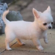Lovely-12-weeks-old-chihuahua-Puppies-