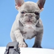 White-Brown-and-Blu-French-Bulldog-puppies-for-sale