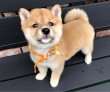 Gorgeous-Shiba-Inu-puppies