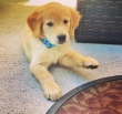 gorgeous-Golden-Retriever-puppy-for-adoption