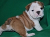 Adorable-English-Bulldog-puppies-Available-